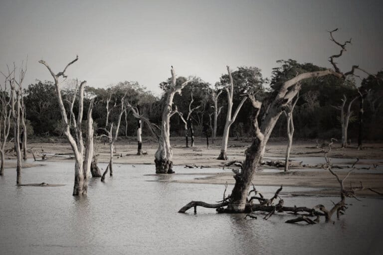 Mudanças climáticas: a urgência de ações concretas e sustentáveis
